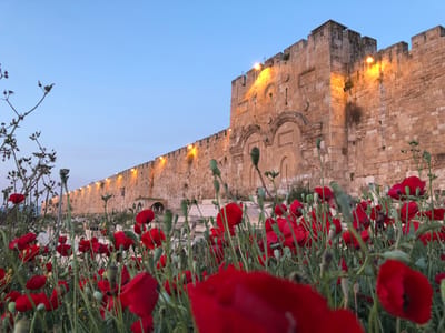אוויר הרים צלול | בירושלים יאסרו כניסת רכבים מזהמים
