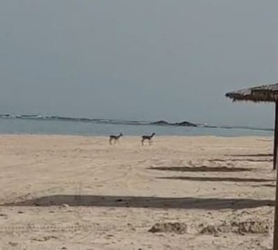 במקום האנשים: חיות הבר פוקדות את חופי הים. צפו