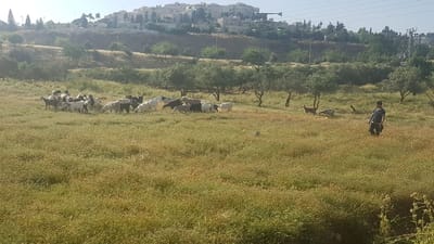 היחידה למלחמה בשריפות בירושלים: עיזים וגמלים