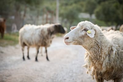 פנימיות בקטנה: למה קרבן פסח הוא דווקא כבש?