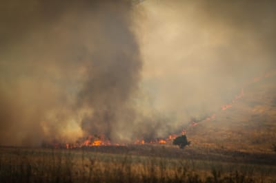 בחודש וחצי: עשרות שריפות ביו"ש הוגדרו כהצתות טרור