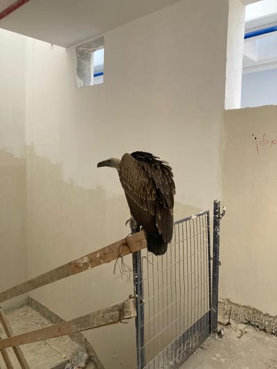 אורח נדיר בארץ התגלה בקומה ה-43: נשר דרומי