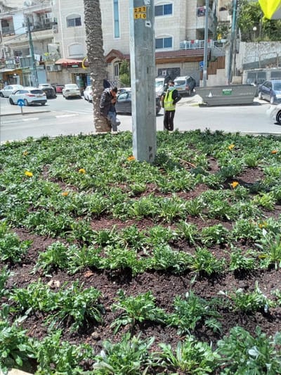 עיריית ירושלים במבצע שתילה לפני שנת השמיטה