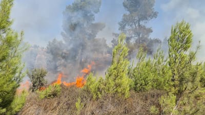 השריפה ביער גבעות: ממצאים מעידים על הצתה