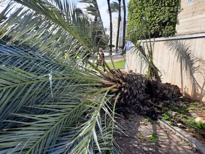 אישה פונתה במצב בינוני לאחר שקרס עליה עץ