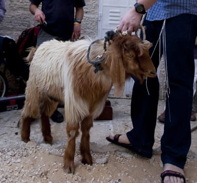 חשש כרת: צריך להתרחק מירושלים בערב פסח? שו"ת