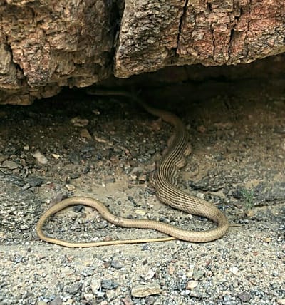 אחרי החגים: תיעוד מדהים של נחש עם בטן מלאה