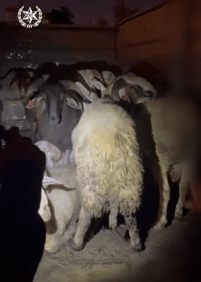 לוד: הוביל עשרה כבשים ברכבו – ונעצר | צפו בתיעוד