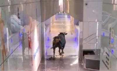 תיעוד חריג: שור זועם התפרע בתוך בנק בלוד • צפו