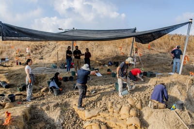 תגלית נדירה בדרום: חט של פיל מלפני חצי מיליון שנה
