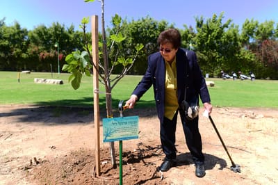 היום בהיסטוריה: 400,000 יהודי רומניה ניצלים ממוות