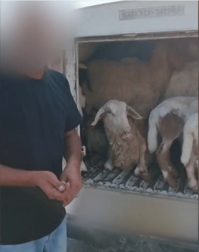 11 כבשים נתפסו בתא מטען של רכב פרטי | צפו