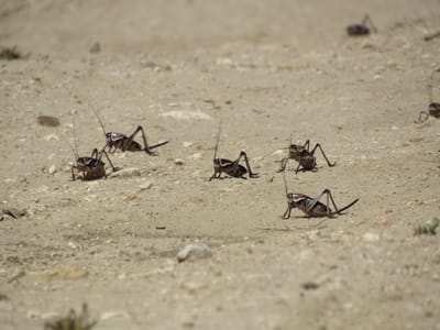 מכת ארבה: עשרות אלפי חגבים תקפו את נוואדה