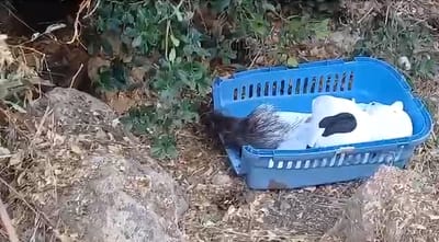 לחופש נולדה: הדורבנית מהכנסת שבה הביתה