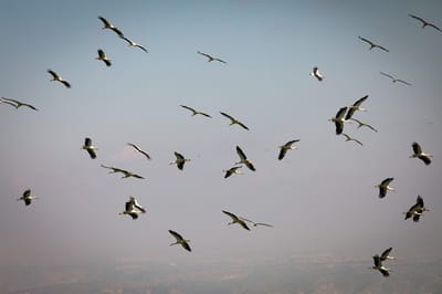 נדידת הסתיו: מאות חסידות לבנות קפצו לביקור