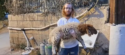 פעיל חוזרים להר נעצר עם כבש: "החוזה נפתח"