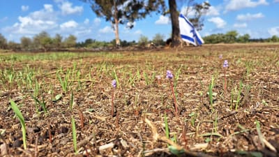 מרגש: תמונות של פריחת סתוונית בעוטף עזה
