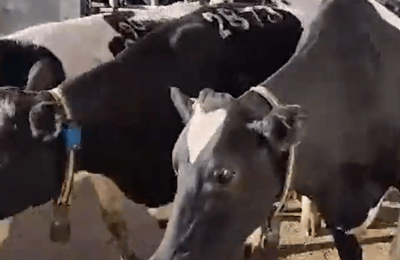הטרור החקלאי: ערבים גנבו פרות בשווי מאות אלפי שקלים