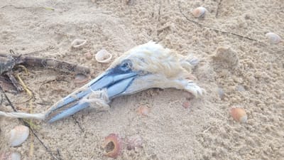 סוף עצוב: זוג ציפורים מתו עקב פסולת בחוף