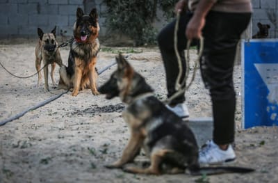 משרד הבריאות מזהיר: האיום החדש שבא מעזה
