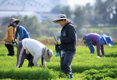יחליפו את הפלסטינים: הרפורמה בענף העובדים הזרים
