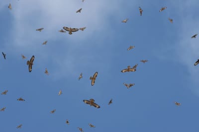מחזה מרהיב: איות צרעים בנדידה ענקית מעל שמי ישראל