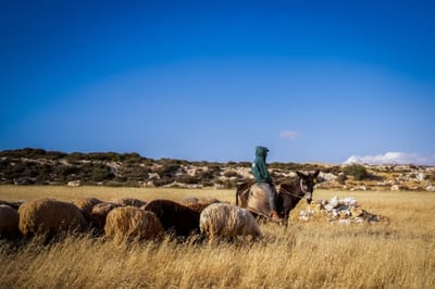 ברשות הפלסטינית מזהירים: הגבעות קובעות את הגבול בעזרת המרעה