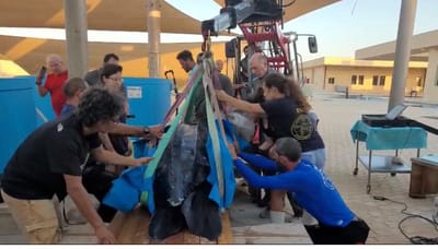 צב הים הגדול בעולם הגיע פצוע לחופי ישראל