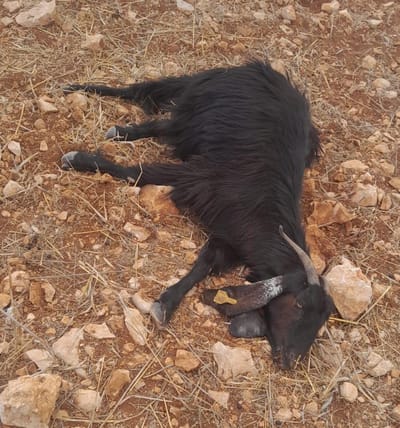 פעם שניה בשבוע: ערבים הרעילו עדר בגבעת אור מאיר