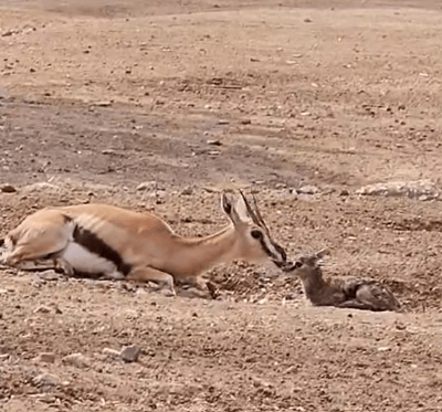 רגע אחרי ההמלטה: העופר הקטן מקפץ בסוואנה