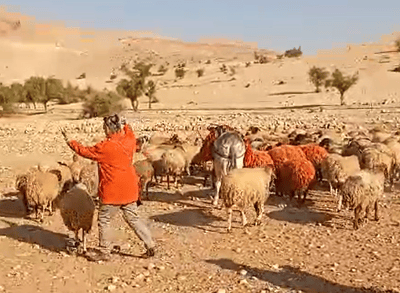 "חלאת המין האנושי": רועה צאן הותקף ע"י אנרכיסטים