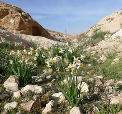 "השלכות סביבתיות קשות": עתירה הוגשה נגד בניית השכונה בדימונה