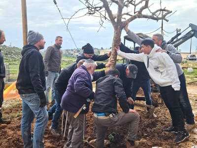 העצים שנהרסו בבארי ניטעים מחדש בעתניאל | צפו בתיעוד