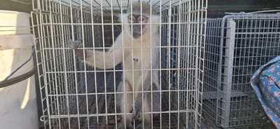 התופעה לא עוצרת: קוף נוסף אותר מוחזק באופן לא חוקי