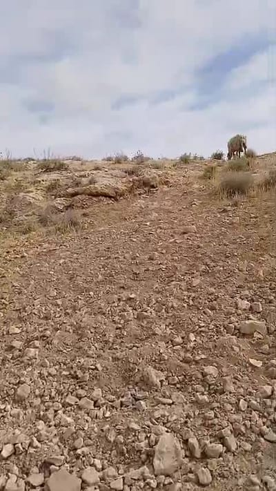 ההפקרות נמשכת: רועה צאן יהודי הותקף על ידי ערבי בהר חברון