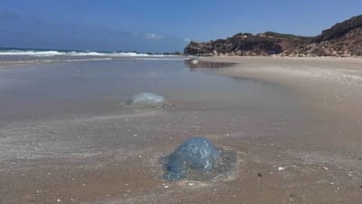 לא מפחדות מטילים: המדוזות הגיעו לחופי ישראל