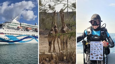 עולם התרבות מתעורר: חגיגות ים, ג'ירפות ומלונות חדשים