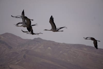 עונת הנדידה החלה: אלפי עגורים נצפו מעל יישובי הערבה