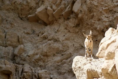 לאחר השיטפונות: שמורת עין גדי תיפתח מחדש למבקרים