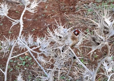 הציד הבלתי חוקי: תושבי שכם נעצרו בעמק המעיינות בצפון | צפו