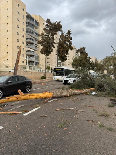 "נגמר בנס": עץ קרס על רכב בבני ברק – הנוסעים לא נפצעו