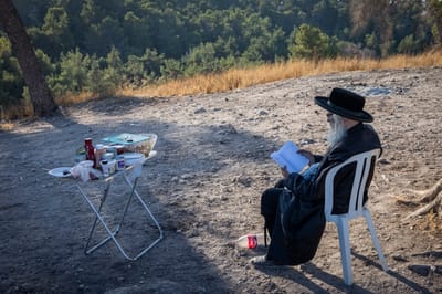 מה נאה אילן זה 