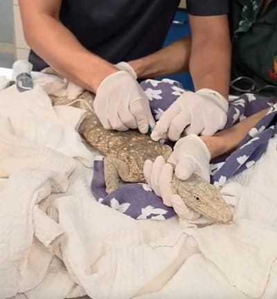 סוף טוב באשלים: הלטאה שחולצה מבור המים חוזרת לטבע