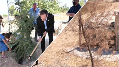 הרצוג נוטע את העץ, ואיך הוא נראה היום