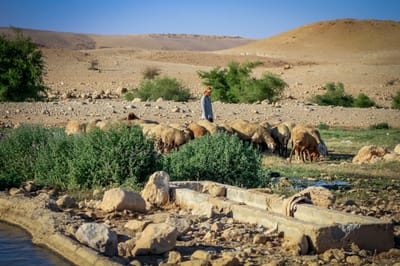 עוג'ה. ארכיון