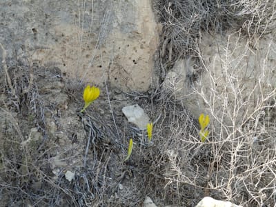 חלמוניות בהר הנגב