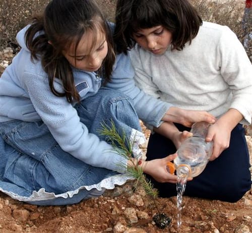 חג לאילנות: נעקרו מגוש קטיף וישתלו מחדש בישובי הקבע