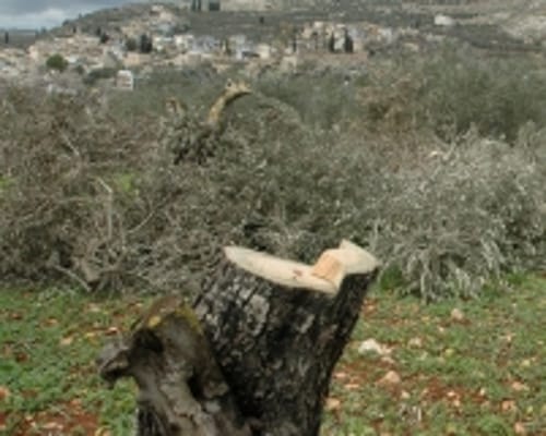 השתיקה הירוקה – הטרור החקלאי שלא תשמעו עליו