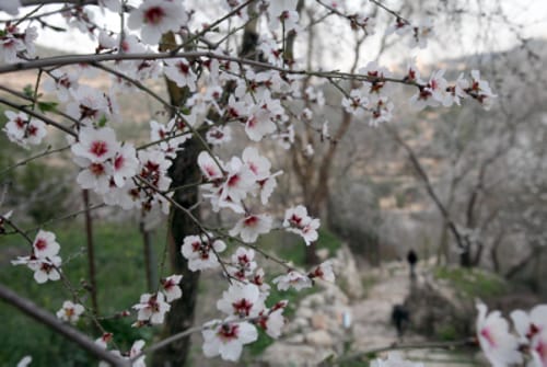 ברכת האילנות: נוסח הברכה עם הבקשות והתוספות