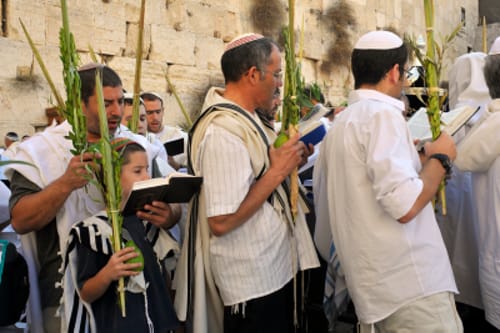 לא צריך יבוא: 700 אלף לולבים תוצרת הארץ